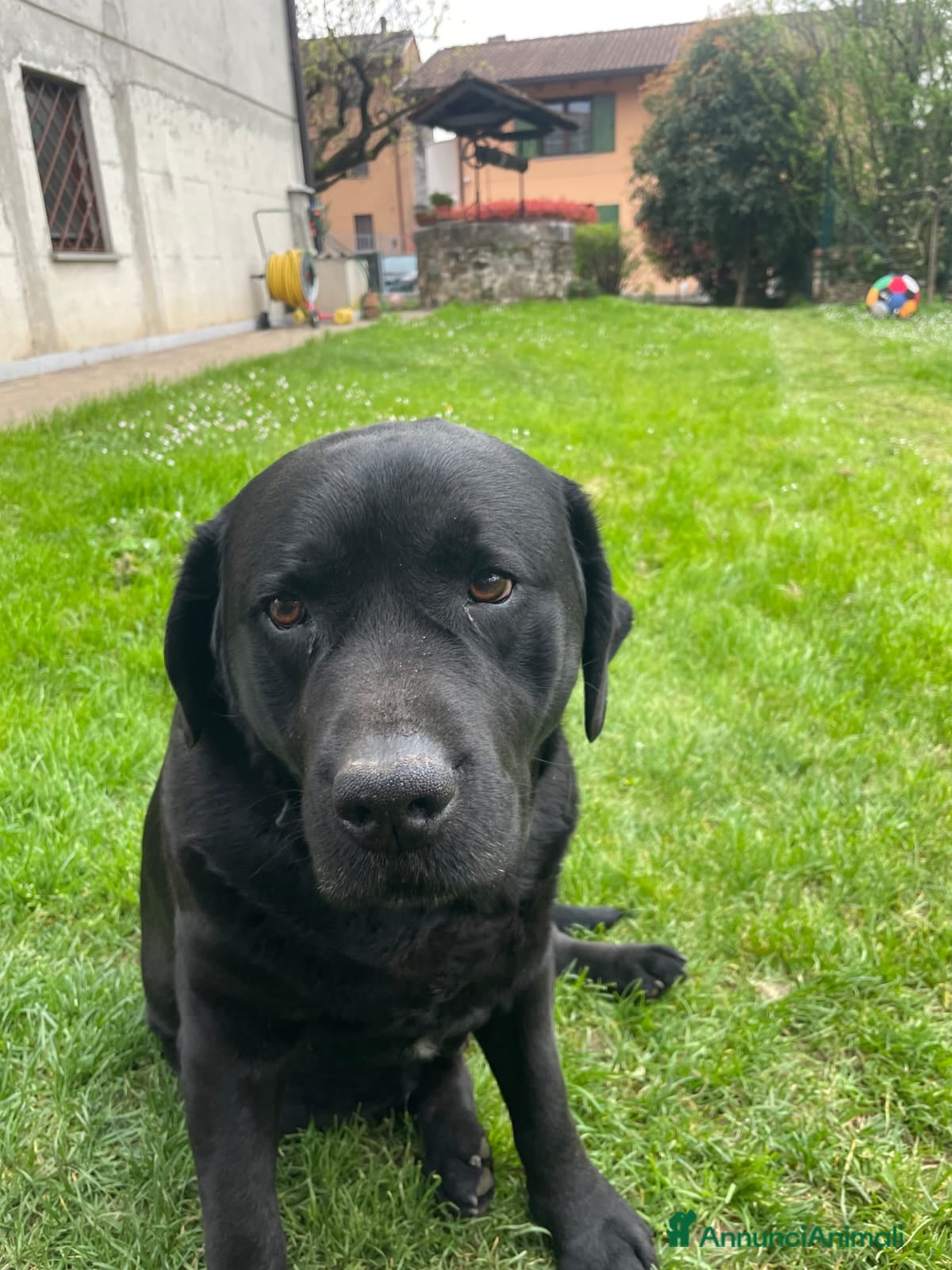 Labrador cani Labrador nero ENCI per monta - Annuncio 1
