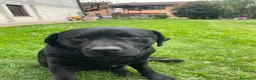 Labrador cani per accoppiamento: Labrador nero ENCI per monta - Annuncio 1