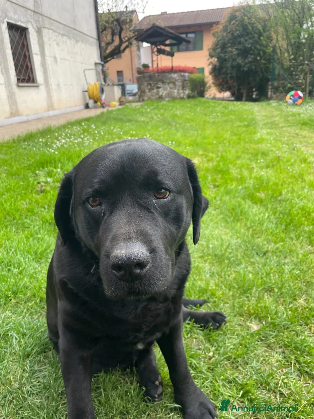 Labrador cani per accoppiamento: Labrador nero ENCI per monta - Annuncio 1
