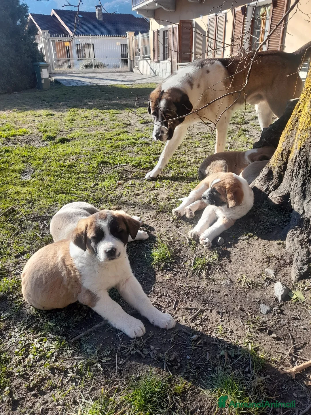 Pastore Asia Centrale cani in vendita: Cuccioli di pastore dell asia centrale  - Annuncio 1