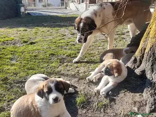 Pastore Asia Centrale cani Cuccioli di pastore dell asia centrale - Annuncio 2