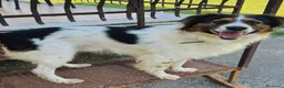 Meticcio cani in regalo: Mix Border Collie 2 anni - Annuncio 2