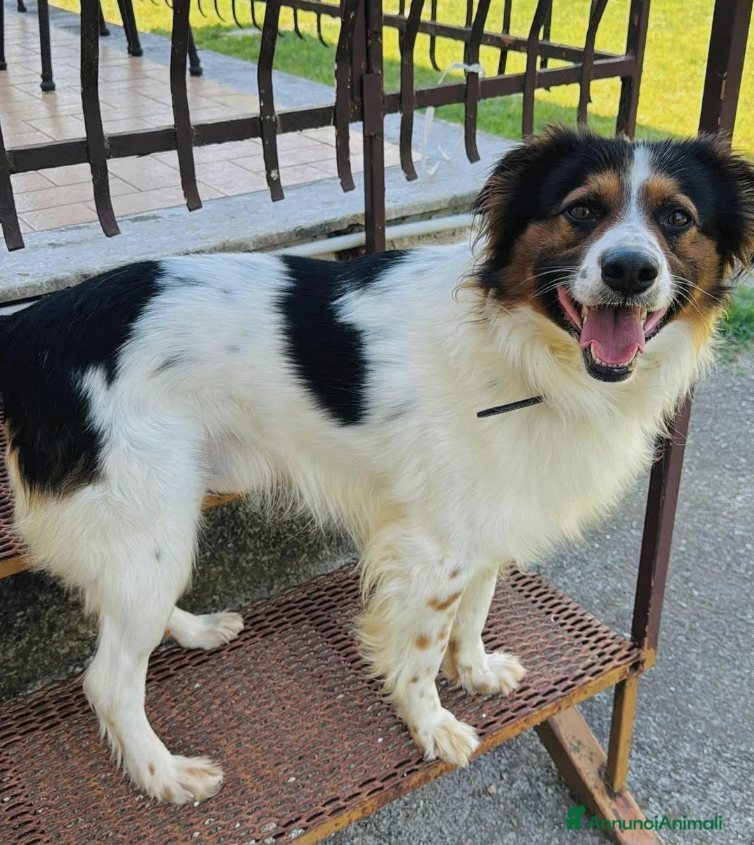 Meticcio cani in regalo: Mix Border Collie 2 anni - Annuncio 2