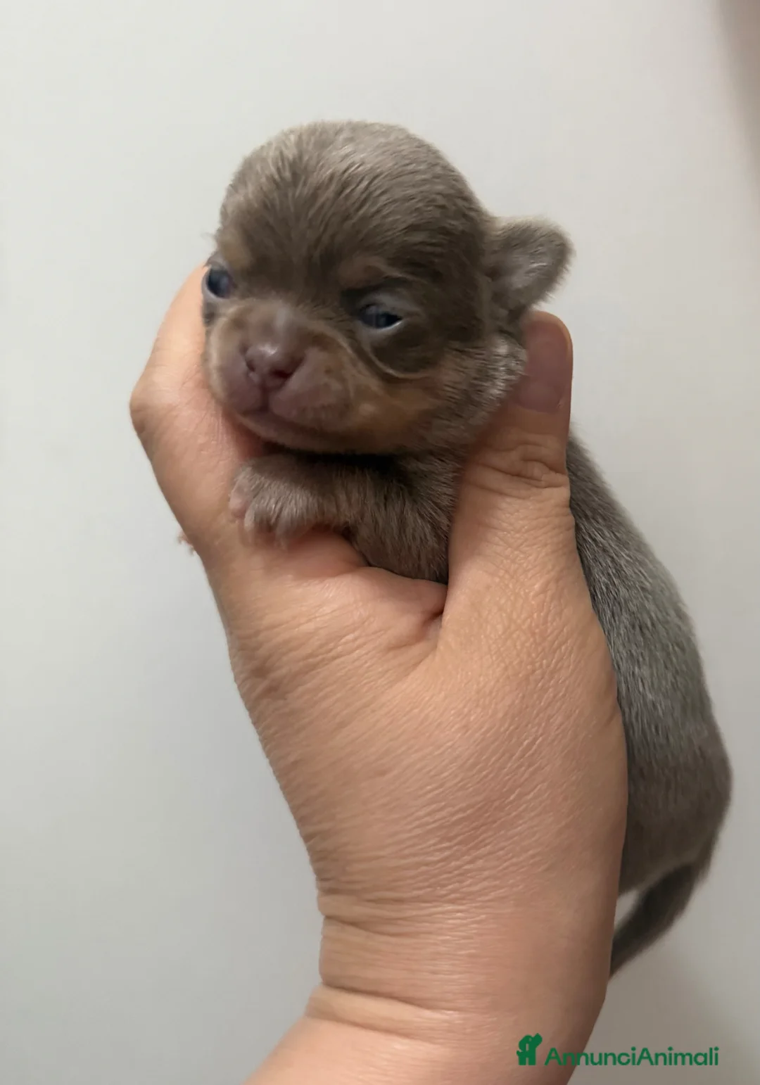 Chihuahua cani in vendita: Chihuahua lilac  - Annuncio 1