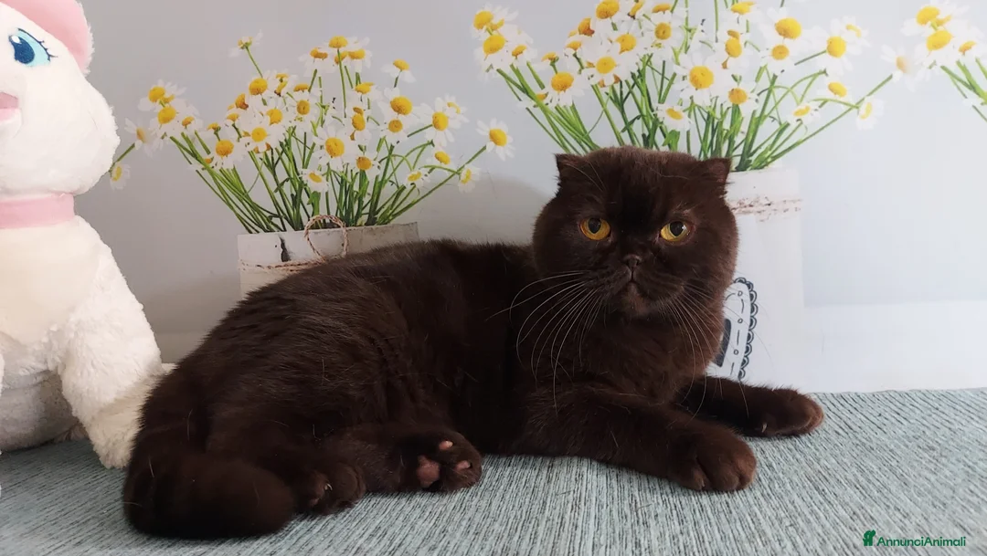 Scottish gatti in regalo: Scottish fold in regalo  - Annuncio 2