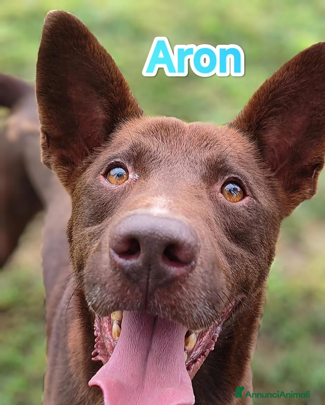 Meticcio cani in regalo: Aron e Ciccio abbandonati cercano famiglia a Provincia di Pavia - Annuncio 2
