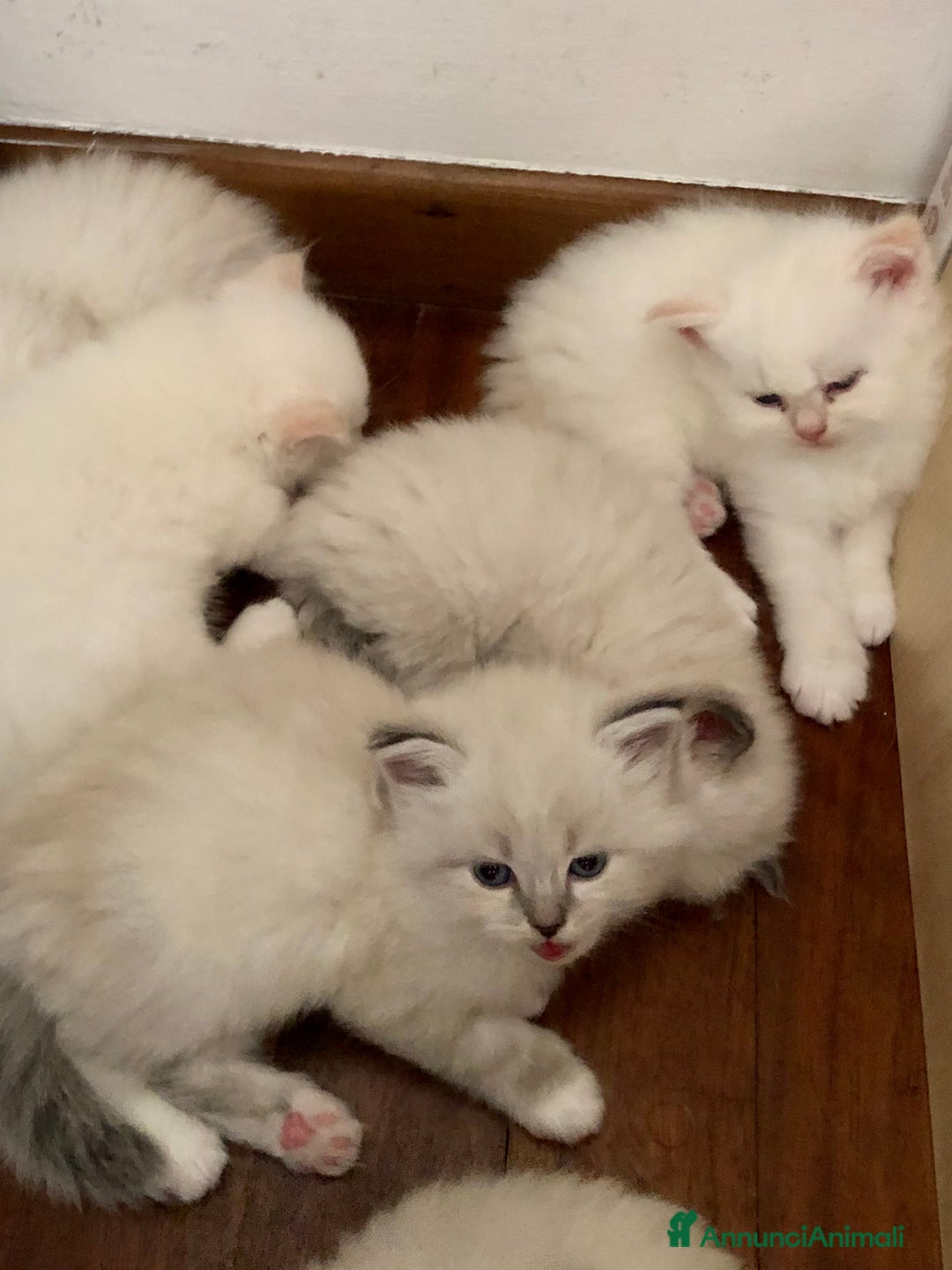Siberiano gatti in vendita: Cuccioli di Gatto Siberiano Ipoallergenico a Provincia di Varese - Immagine 15