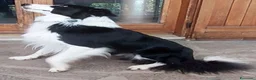 Border Collie cani in vendita: Vendo - Annuncio 7