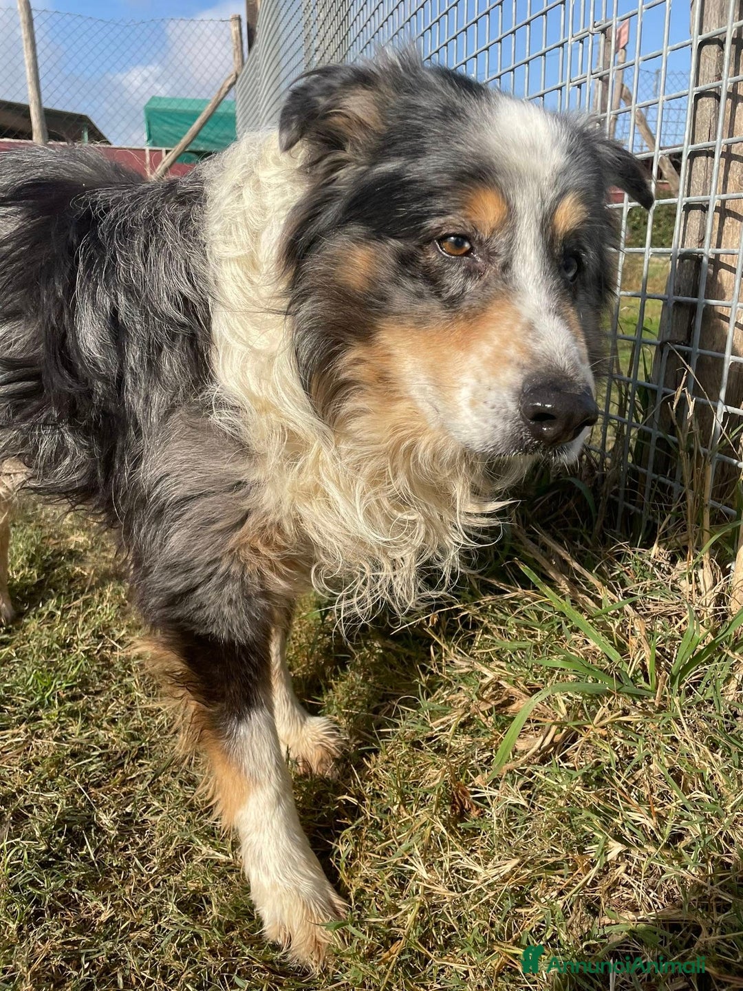 Meticcio cani in regalo: Paul Newman, PASTORE AUSTRALIANO DERIVATO a Provincia di Latina - Annuncio 5