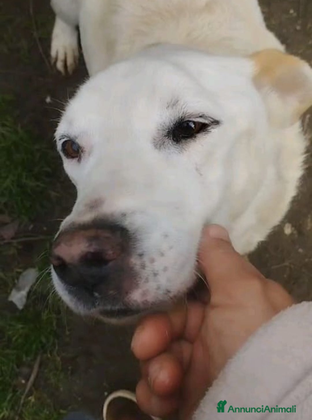 Meticcio cani in regalo: Teo 9ANNI DI SILENZIOSA SOFFERENZA IN CANILE.ROMA a Città metropolitana di Milano - Annuncio 5