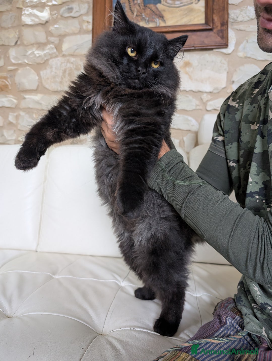 Siberiano gatti in vendita: Cuccioli di gatto siberiano  - Annuncio 10