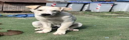 Meticcio cani in regalo: Cucciolo simil Labrador  a Città metropolitana di Roma Capitale - Annuncio 3