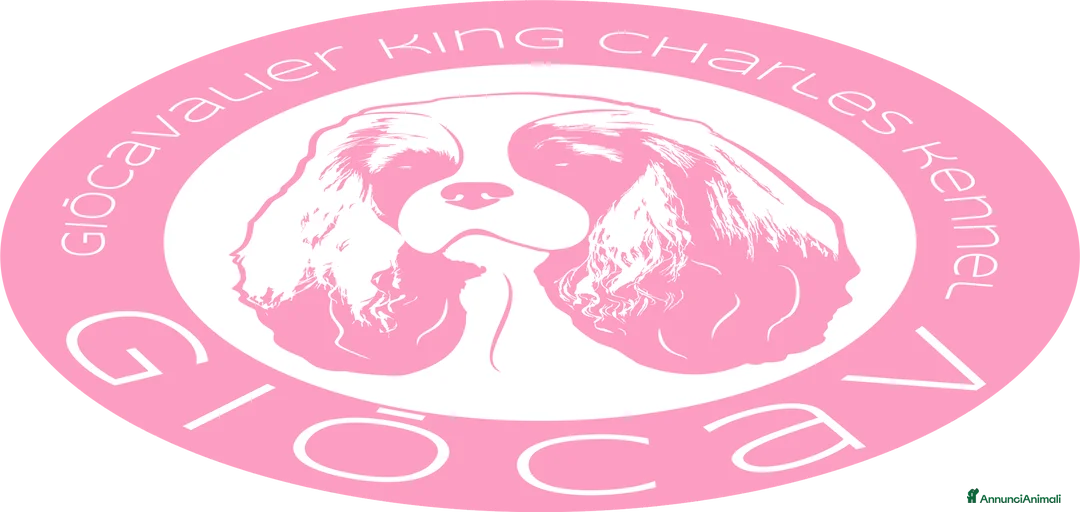 Immagine della galleria {{count}}