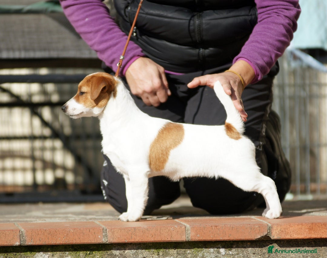 Immagine della galleria {{count}}