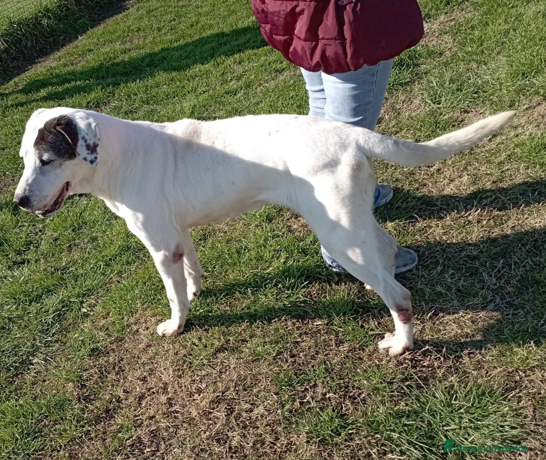 Meticcio cani in regalo: ADOZIONE DEL CUORE_MONICA NONNINA TENERISSIMA a Provincia di Latina - Annuncio 6