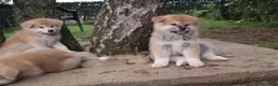 Akita Inu cani in vendita: Cuccioli di AKITA LOMBARDIA - Annuncio 6