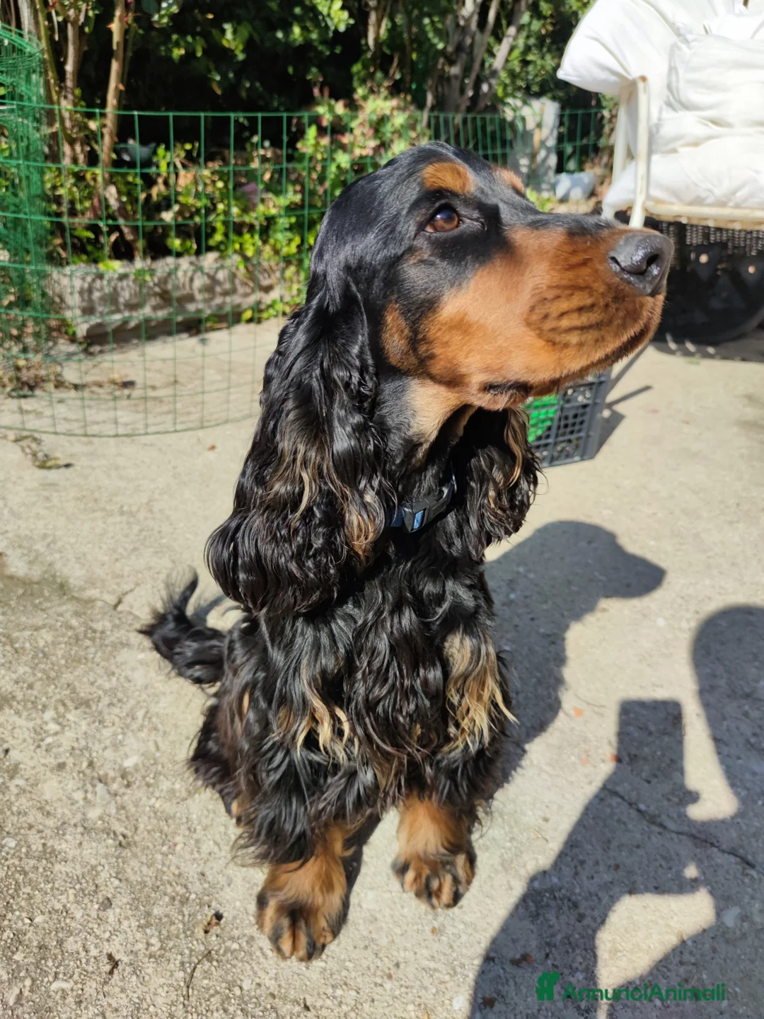 Cocker cani per accoppiamento: Cocker Nero Focato a Provincia di Vicenza - Annuncio 7
