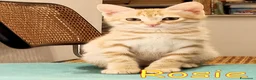 Europeo gatti in regalo: CERCASI CASA PER LA PICCOLA ROSIE!  - Annuncio 2