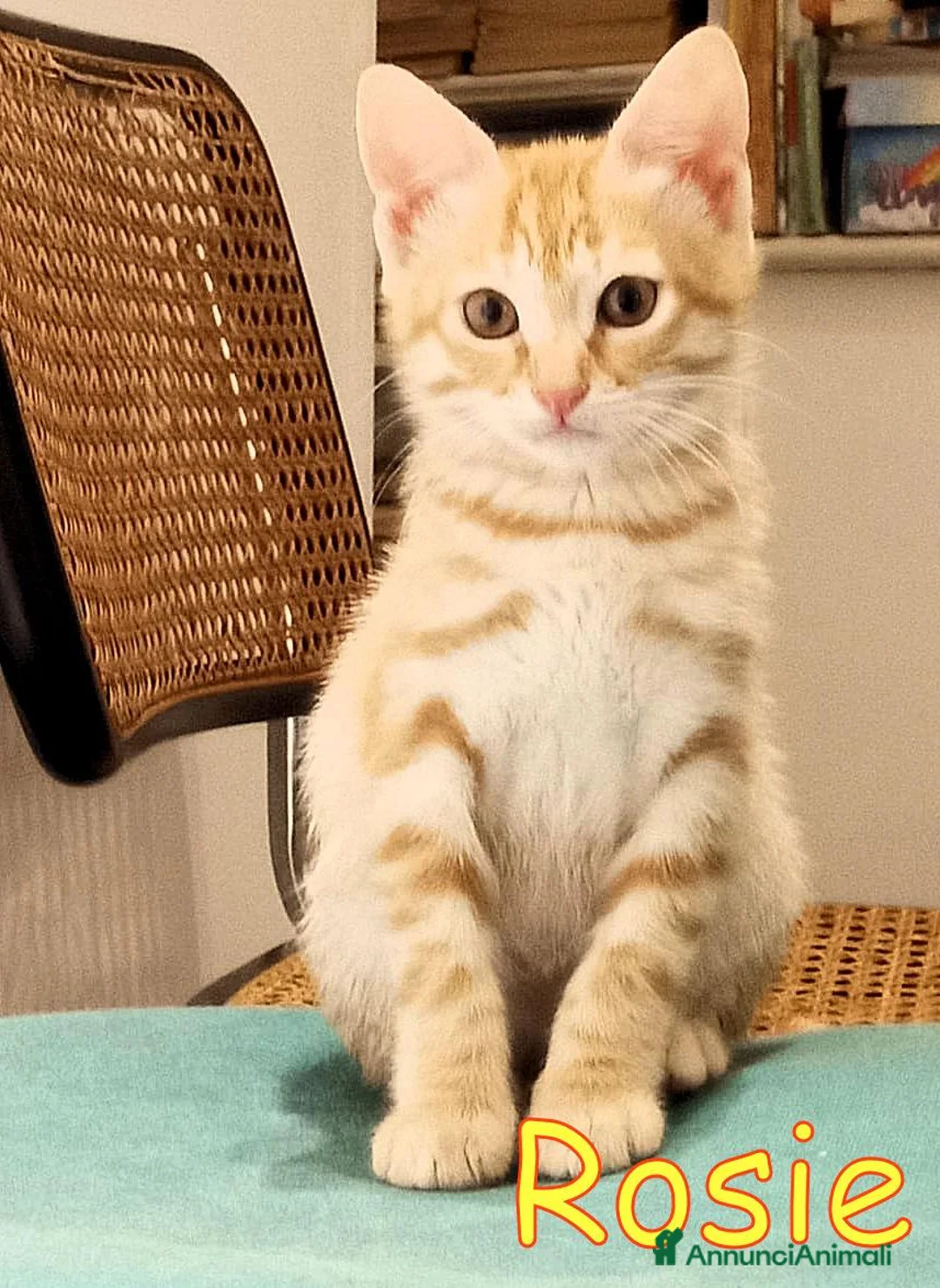 Europeo gatti in regalo: CERCASI CASA PER LA PICCOLA ROSIE!  - Annuncio 2