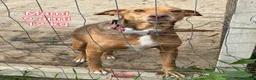 Meticcio cani in regalo: CANI TAGLIA PICCOLA E CONTENUTA  a Provincia di Pistoia - Annuncio 8