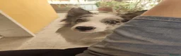 Border Collie cani per accoppiamento: border collie blue merle da monta a Città metropolitana di Roma Capitale - Annuncio 7