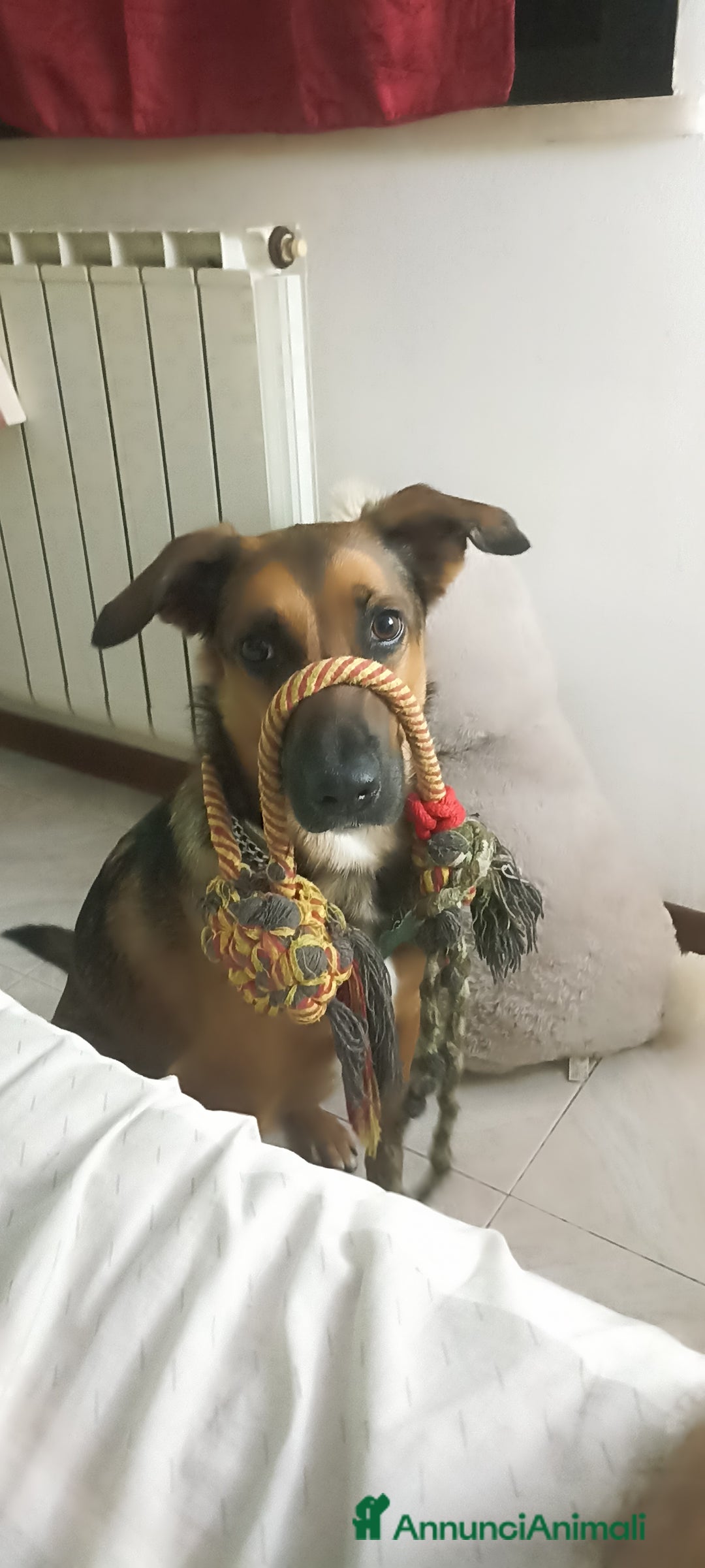 Meticcio cani in regalo: Cane miticcio - Annuncio 4