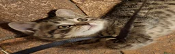 Scottish gatti in vendita: due vivaci fratellini vogliono giocare con te a Provincia di Modena - Annuncio 5