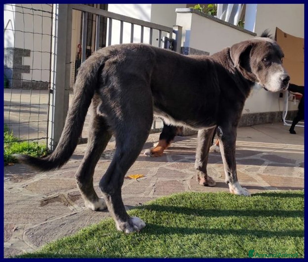 Meticcio cani in regalo: BRUCE ha vissuto l'inferno! Dolcissimo - Annuncio 4