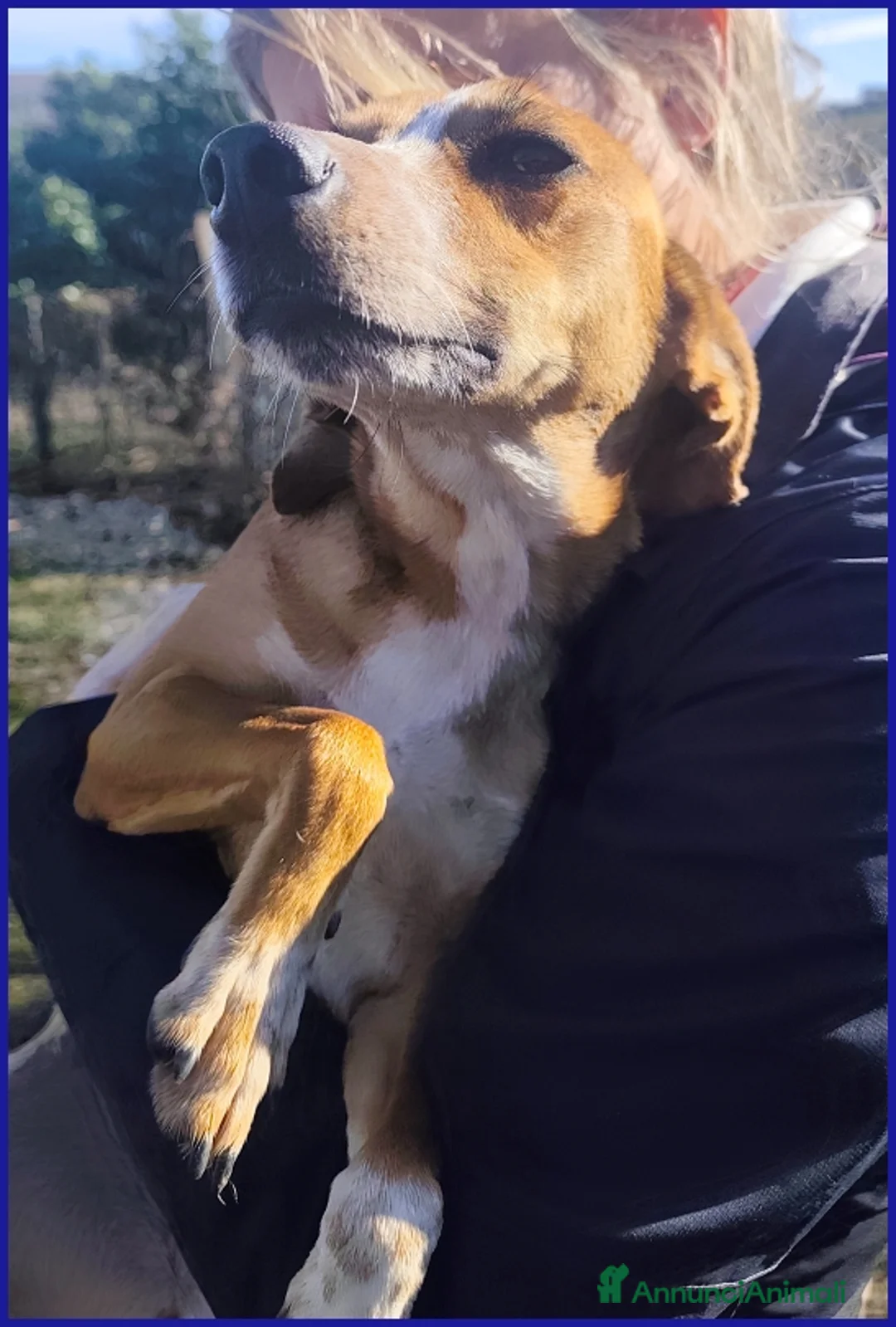 Meticcio cani in regalo: ALPENLIEBE, CAGNOLINA DI 4 ANNI - Annuncio 11