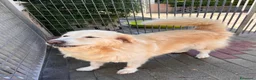 Meticcio cani in regalo: SALOMONE CERCA CASA - Annuncio 7