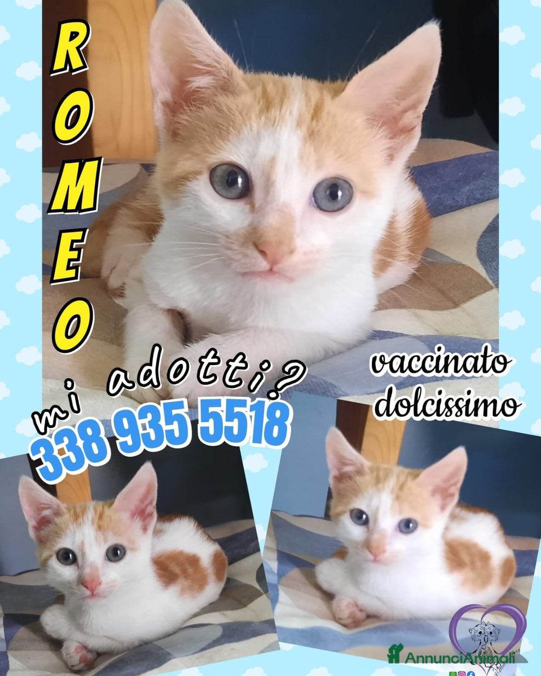 Europeo gatti in regalo: DOLCISSIMO ROMEO - Annuncio 3