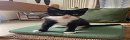 Europeo gatti in regalo: Gattini in adozione  a Provincia di Padova - Annuncio 17