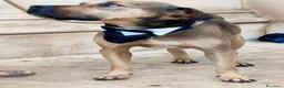 Meticcio cani in regalo: Bobby, semplicemente fantastico - Annuncio 16