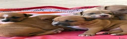 Pitbull cani in vendita: Vendesi cuccioli American Pitbull Terrier  a Città metropolitana di Palermo - Annuncio 8
