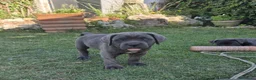 Cane Corso cani in vendita: Cuccioli di cane corso  - Annuncio 3