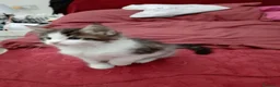 Maine Coon gatti in vendita: Gattina tipo MaineCoon - Annuncio 6