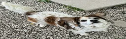 Meticcio cani in regalo: Birillo 4 anni Taglia piccola  - Annuncio 3