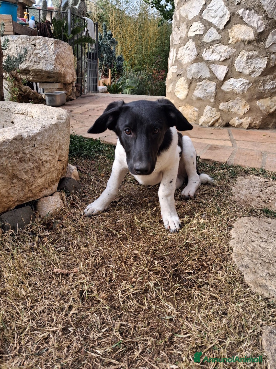 Meticcio cani in regalo: AKY E SUO FRATELLO KYO - Annuncio 7