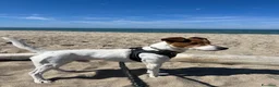 Jack Russell cani in regalo: Jack Russell  - Annuncio 3