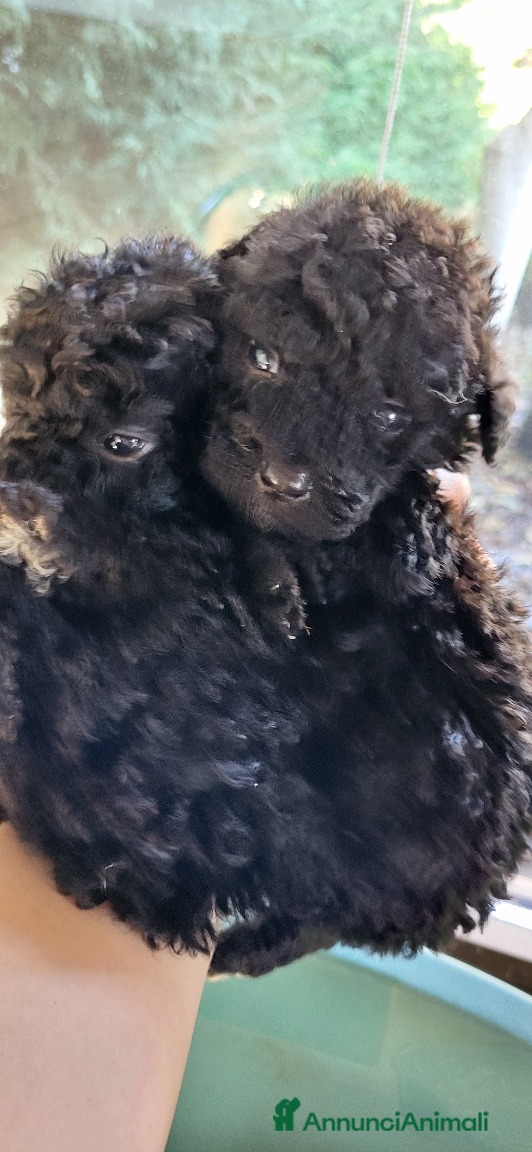 Barboncino cani Cuccioli barboncino nano  - Annuncio 2