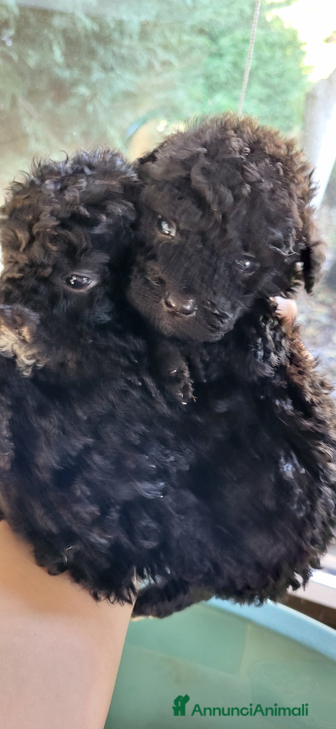 Barboncino cani in vendita: Cuccioli barboncino nano  - Annuncio 1