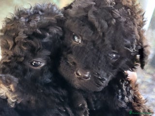 Barboncino cani Cuccioli barboncino nano - Annuncio 2