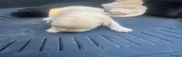 Labrador cani in vendita: Cuccioli di Labrador miele e neri a Spoleto (PG) - Annuncio 9