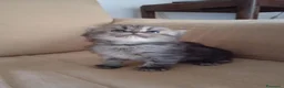 Persiano gatti in vendita: Cinque cuccioli di persiano - Annuncio 6