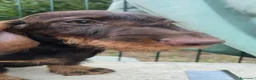 Bassotto cani in vendita: Bassotti a pelo duro - Annuncio 2