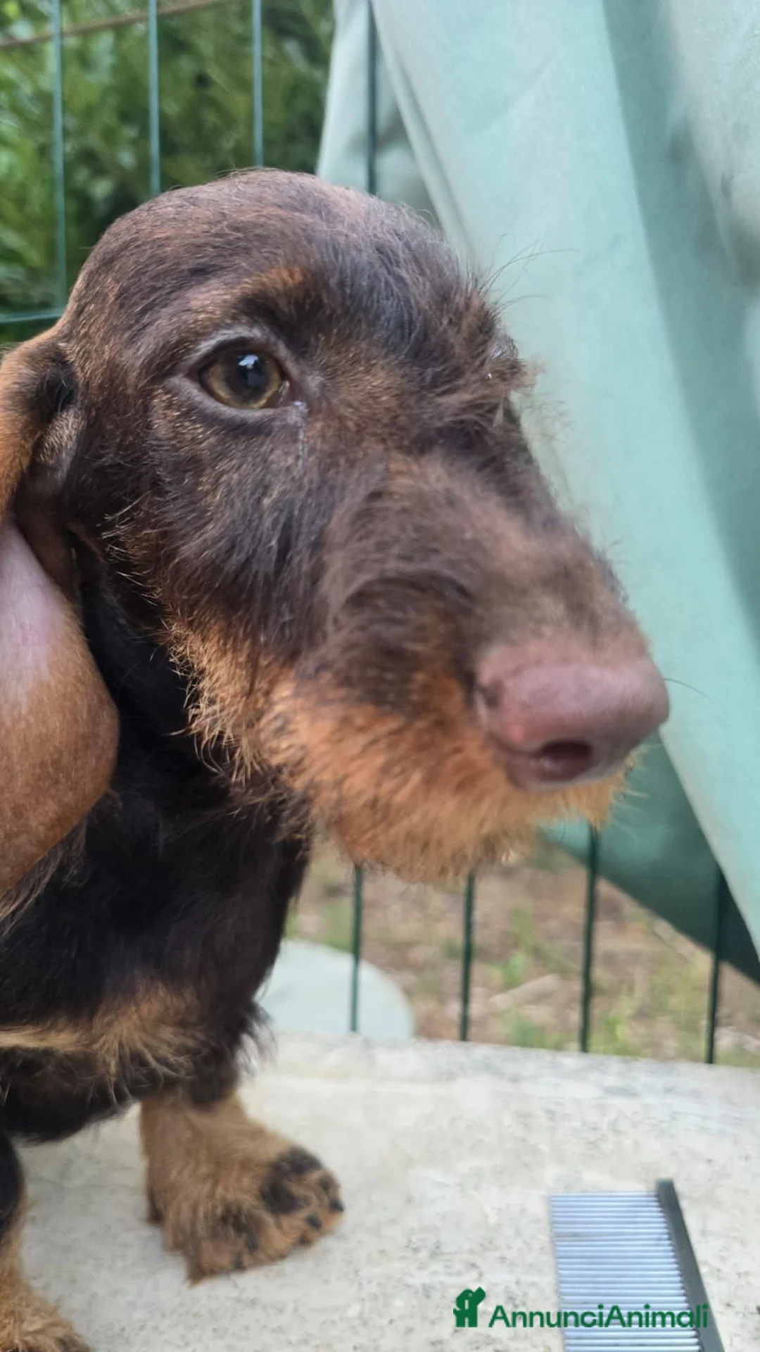 Bassotto cani in vendita: Bassotti a pelo duro - Annuncio 2