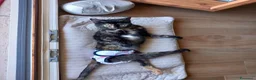 Europeo gatti in regalo: CAROTINA, micia per adozione del cuore! - Annuncio 3
