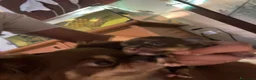 Chihuahua cani in vendita: Cuccioli di chihuahua con pedigree - Annuncio 2