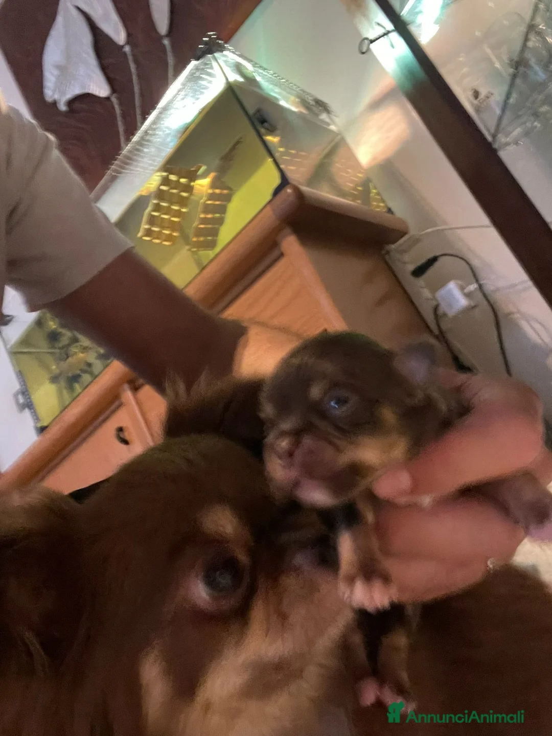 Chihuahua cani in vendita: Cuccioli di chihuahua con pedigree - Annuncio 2