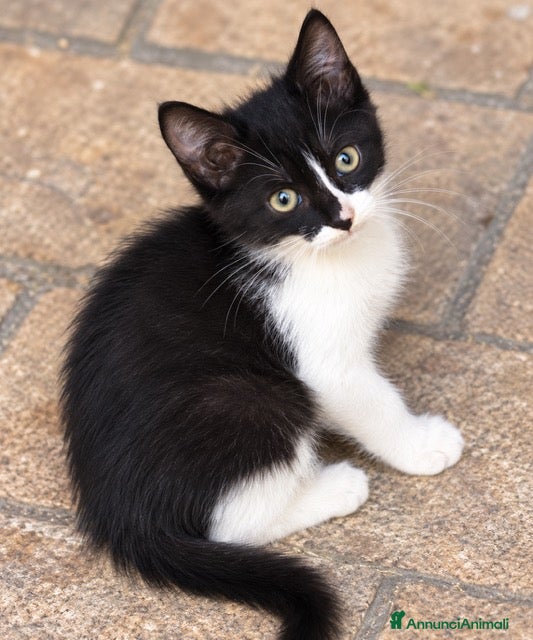 Meticcio gatti Carina gattina quasi 3 mese affetuoso e dolce - Annuncio 24